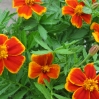 thumbs img 6149