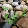 thumbs img 6178