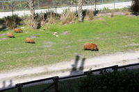 IMG_0733.JPG
