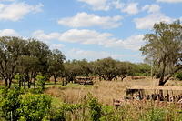 IMG_8393.JPG