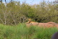IMG_8515.JPG